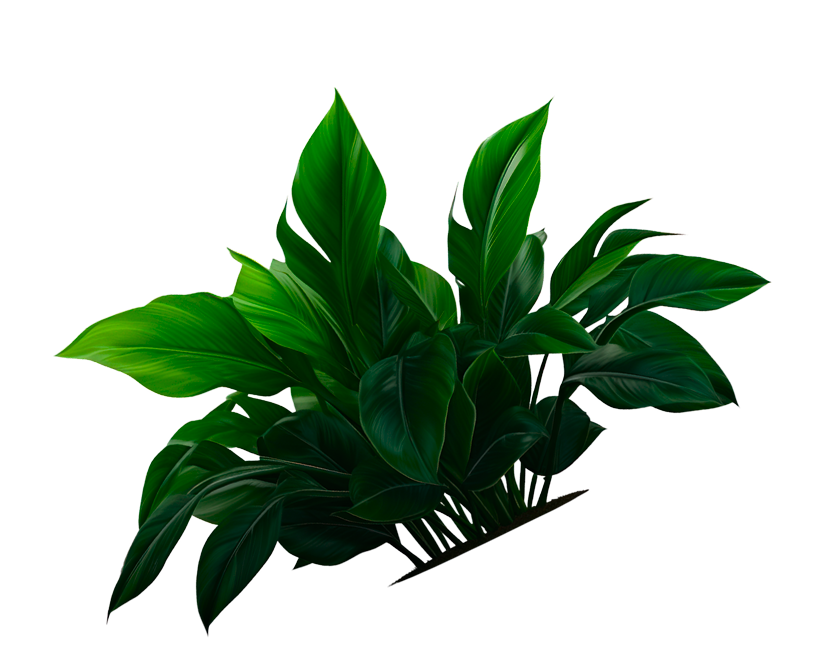 plant