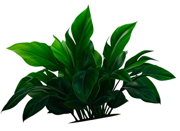 plant